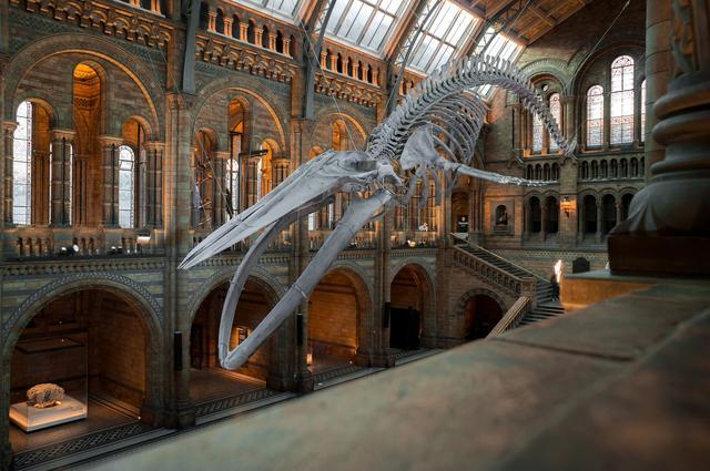 Natural History Museum 