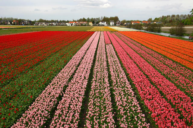 Tulip fields in the Netherlands