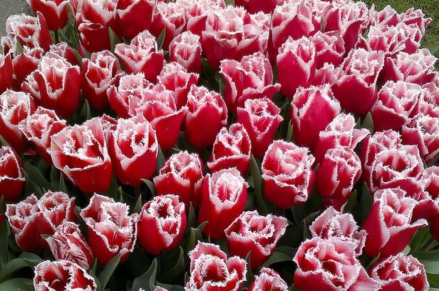 Tulip fields in the Netherlands