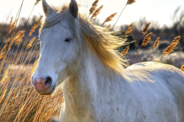 The Camargue reserve