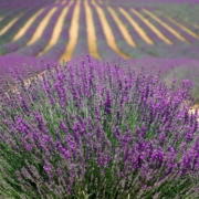 Provence's lavender fields