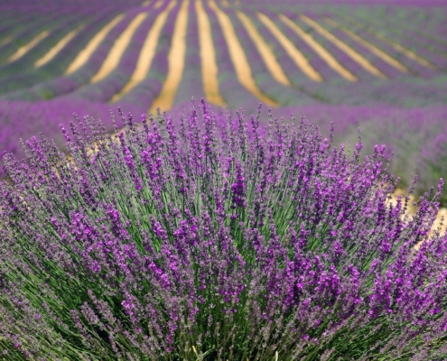 Provence's lavender fields