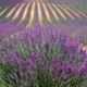 Provence's lavender fields