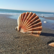 Beach near Rome