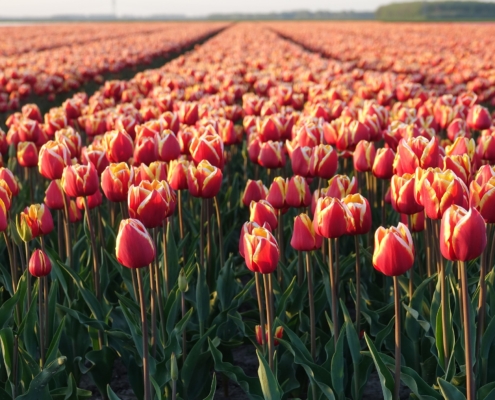 Tulip fields in the Netherlands