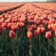 Tulip fields in the Netherlands