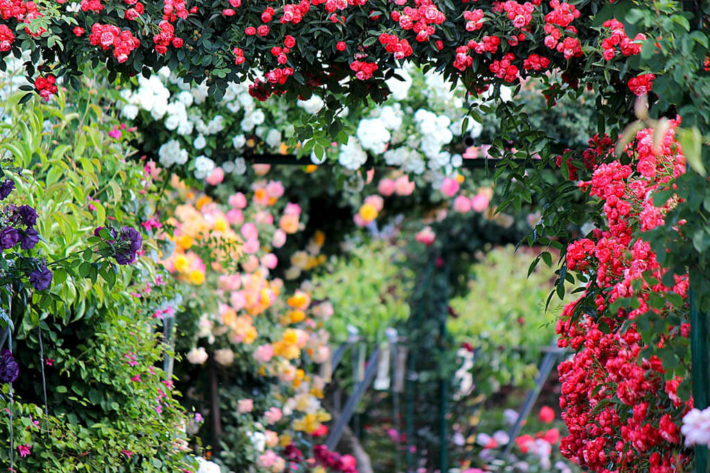 Enjoying the scent of flowers in Paris