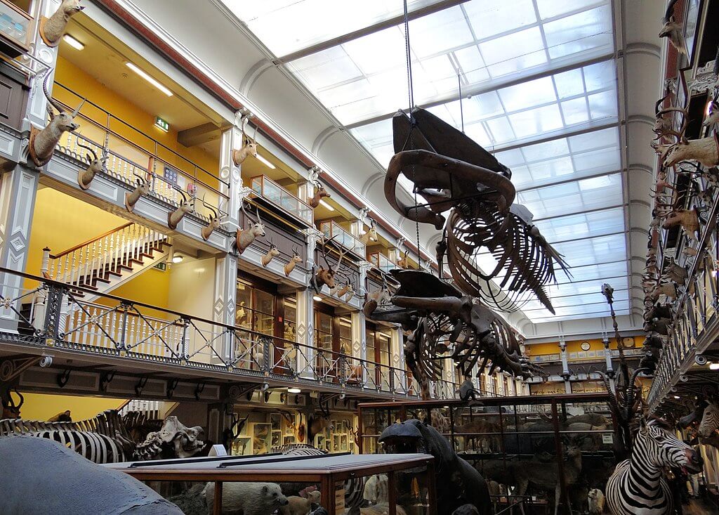 Natural history museum in Dublin