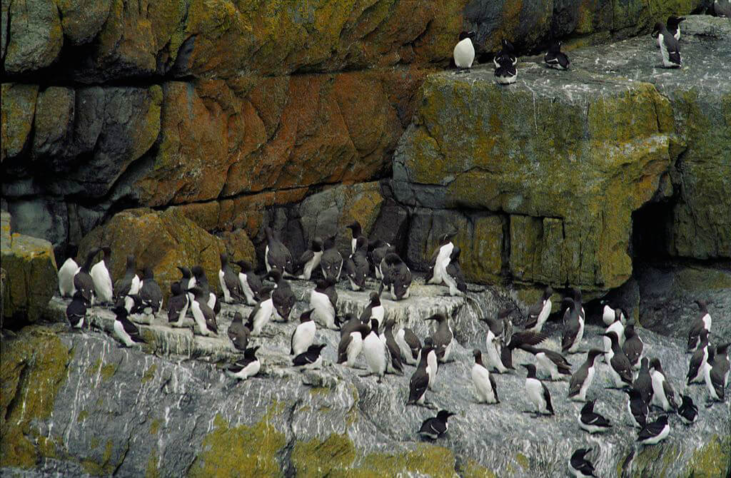 Natural features of Skellig Michael