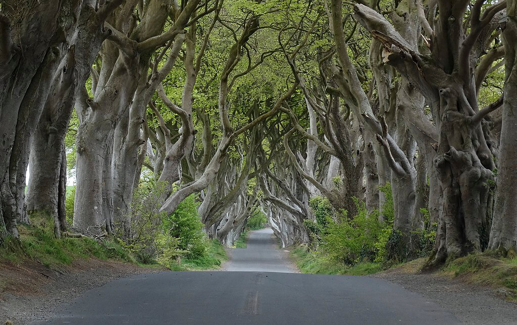 The kingsroad – Dark Hedges