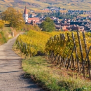 The Alsace Wine Road
