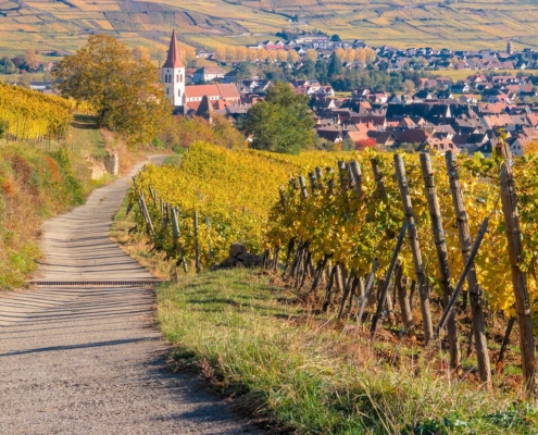 The Alsace Wine Road