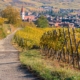The Alsace Wine Road