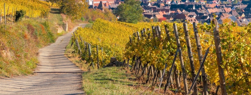The Alsace Wine Road