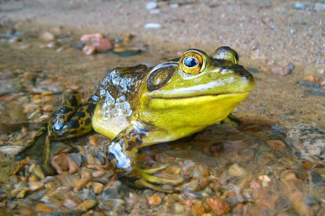 Frog in Paris