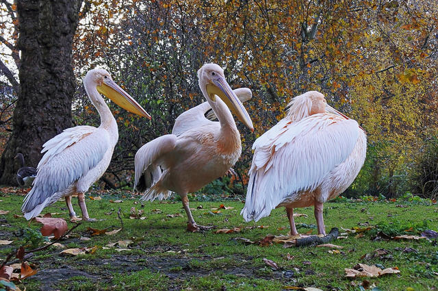 St James's Park 