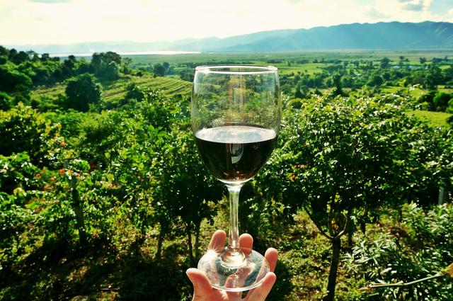 Wineries in Tuscany 
