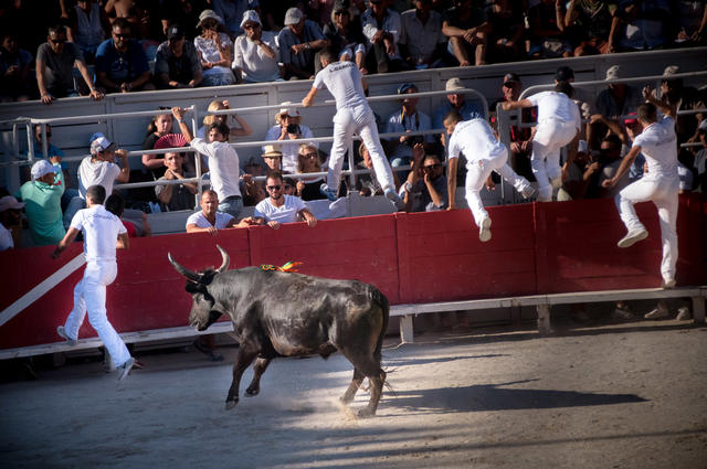 Attend the bullfights in Arles 