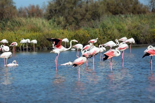 Enjoy Provence's marshes and pink flamingos 