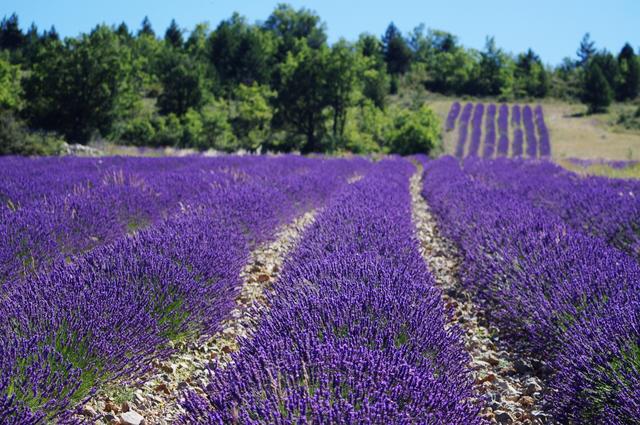 Visit the hot springs and lavender fields in Digne-les-Bains 