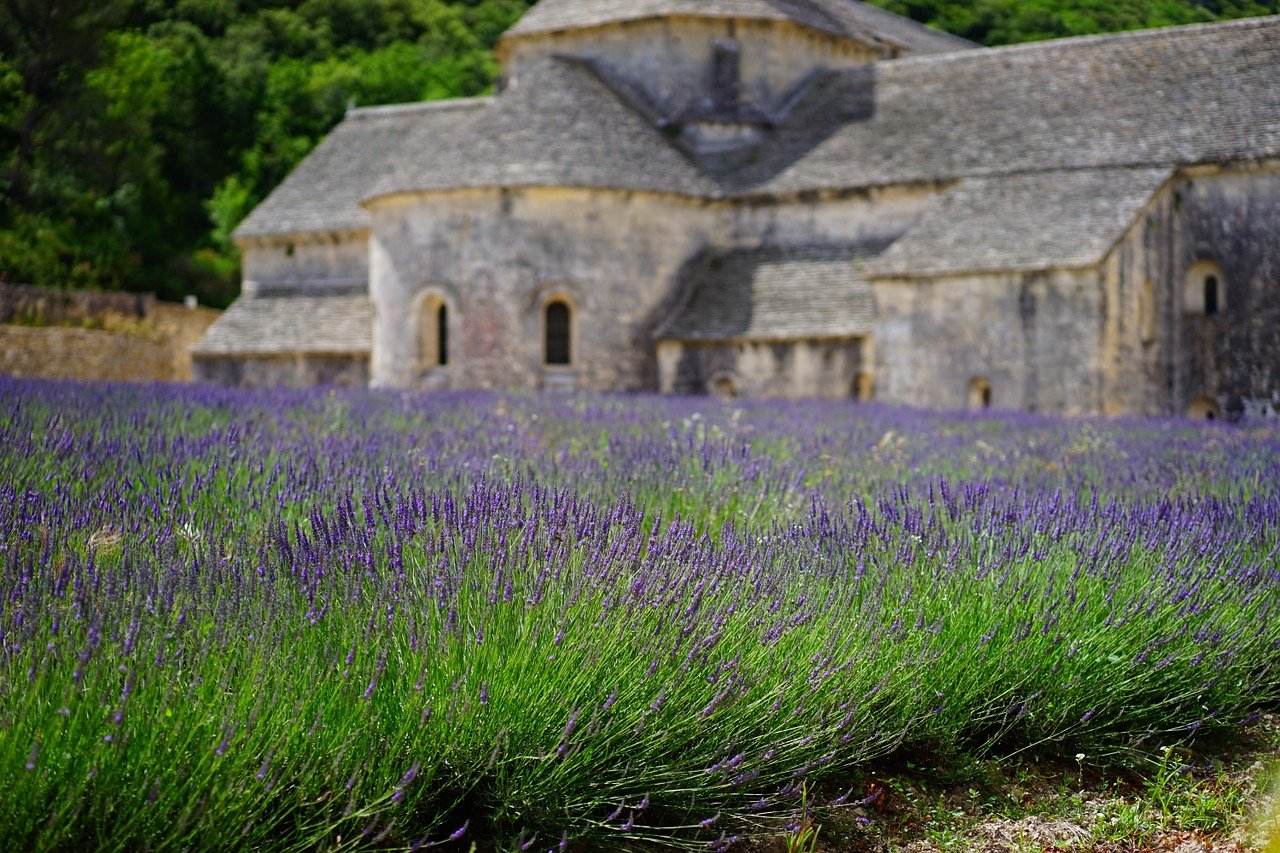 Provence's lavender fields