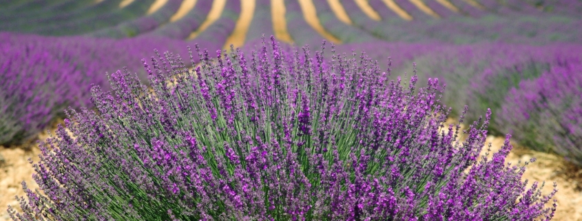 Provence's lavender fields