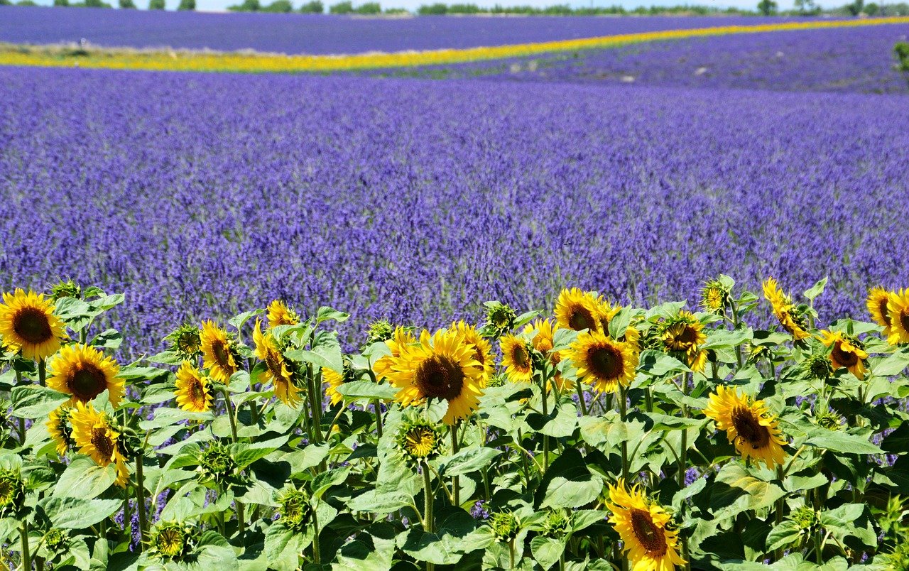 Provence's lavender fields