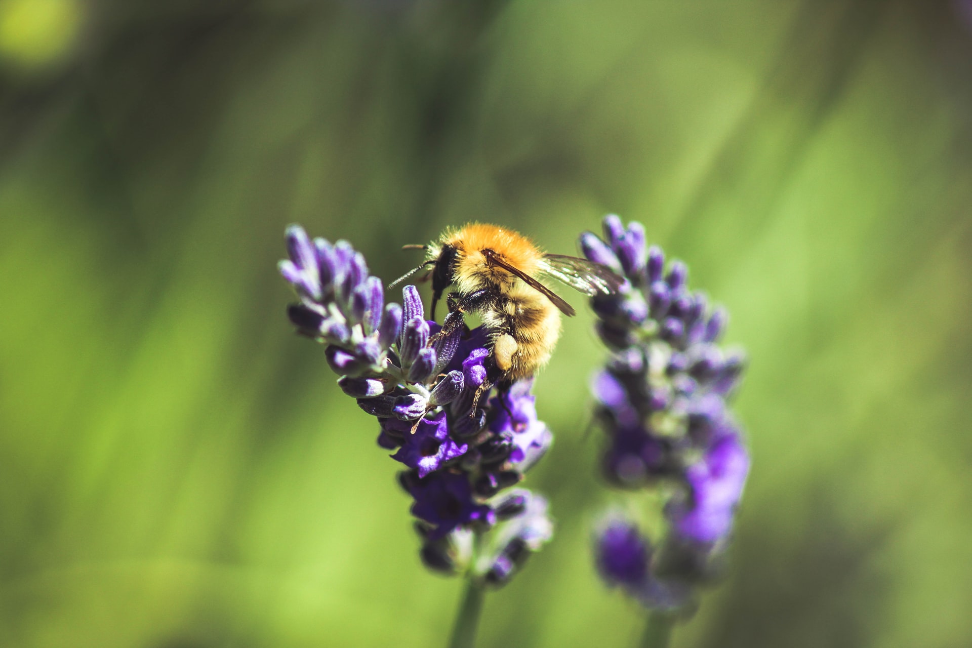 Provence's lavender fields