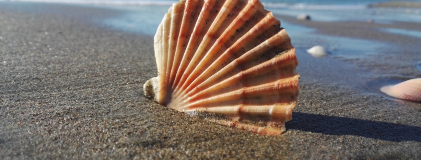 Beach near Rome