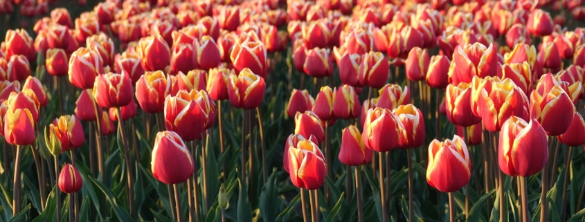 Tulip fields in the Netherlands