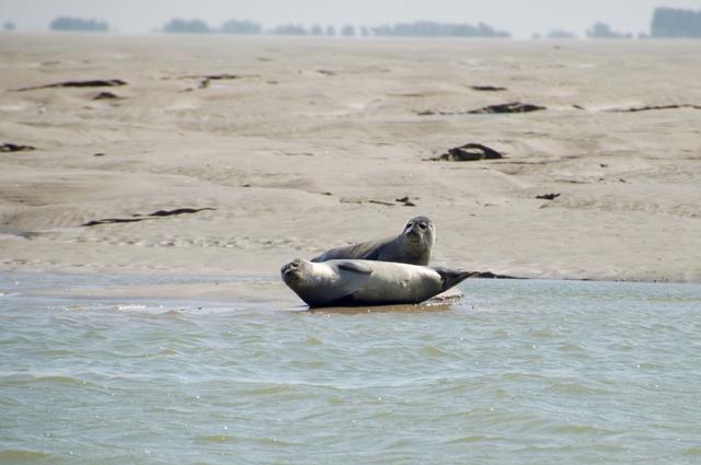 Seals